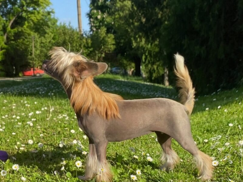 Kineski ćubasti pas štenci