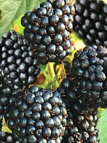 Rezervacije u toku za sadnju voćnih sadnica
