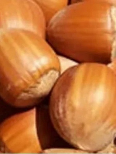 Rezervacije u toku za sadnju voćnih sadnica