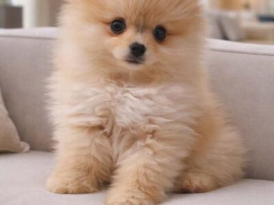 Pomeranac BOO štenci