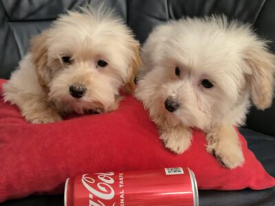Maltipoo toy stenci