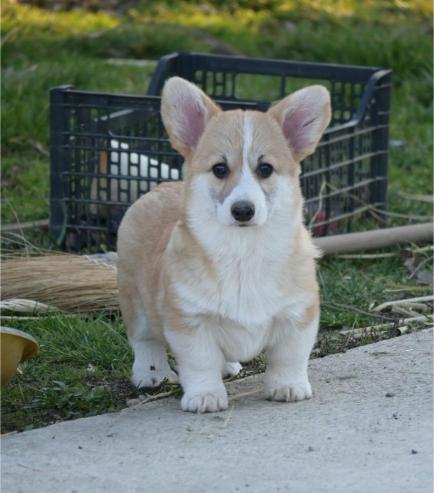 Velski korgi/Welsh Corgi Pembroke štenci