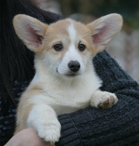 Velski korgi/Welsh Corgi Pembroke štenci