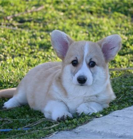 Velski korgi/Welsh Corgi Pembroke štenci