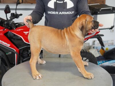 Južnoafrički mastif - Boerboel štenci