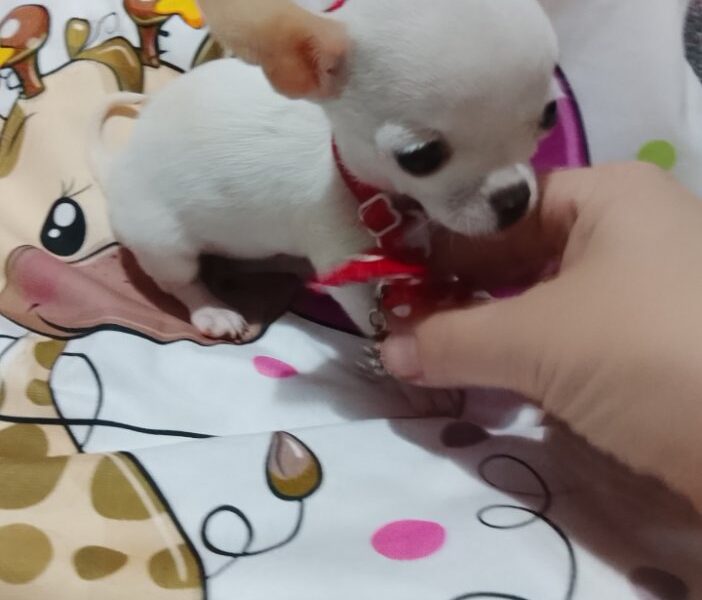 MINI ČIVAVE