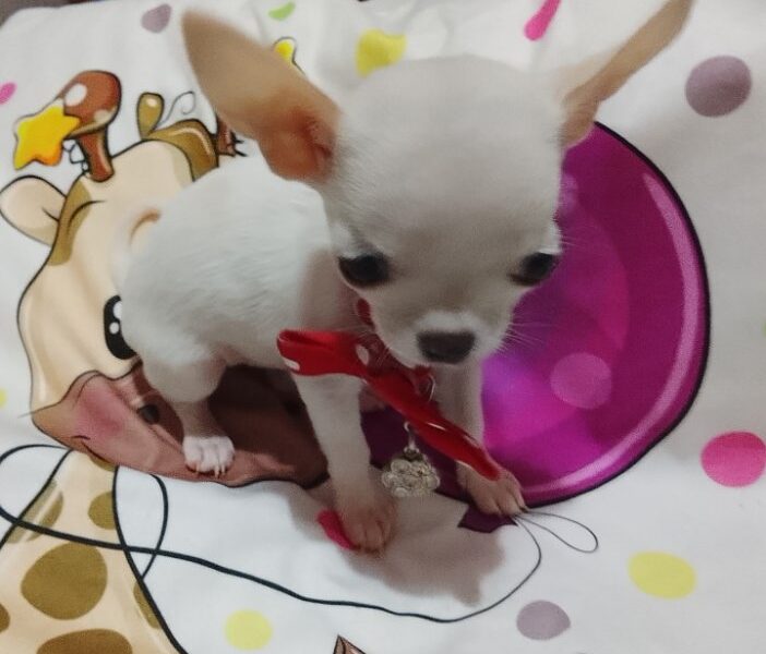 MINI ČIVAVE