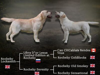 Stenci LABRADOR retrivera