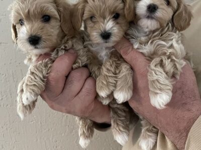 Mini maltipoo