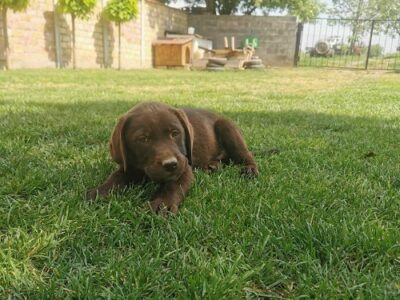 Čokoladni labrador