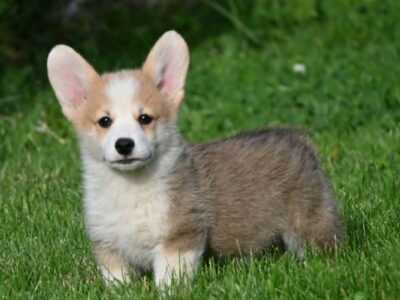 Velski korgi/Welsh Corgi Pembroke