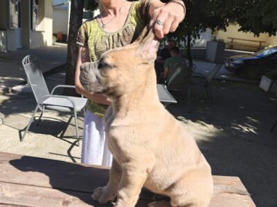 Cane Corso Kane Korso prelepi formentino štenci
