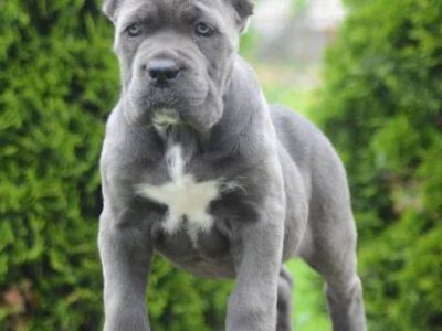 Cane Corso, štenci vrhunskog kvaliteta