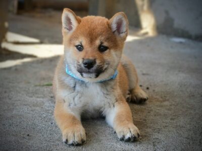 Shiba Inu prelepi štenci