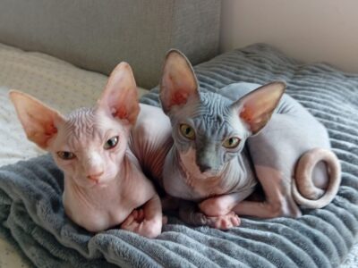 Preostala 2 mužjaka Sphynx mačića (3,5 meseca) – spremni za preuzimanje odmah (Beograd)