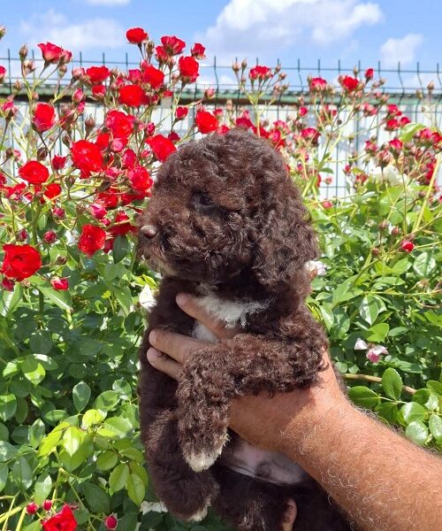 Lagoto Romanjolo (Lagotto Romagnolo)