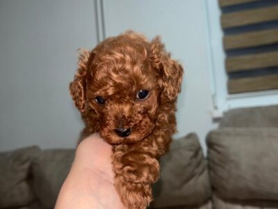 Toy pudlica