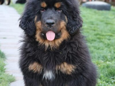 Tibetski mastif, štenci