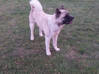 Američka akita, parenje