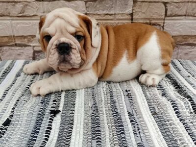 Engleski bulldog