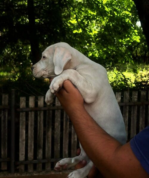 ARGENTINSKA DOGA štenci