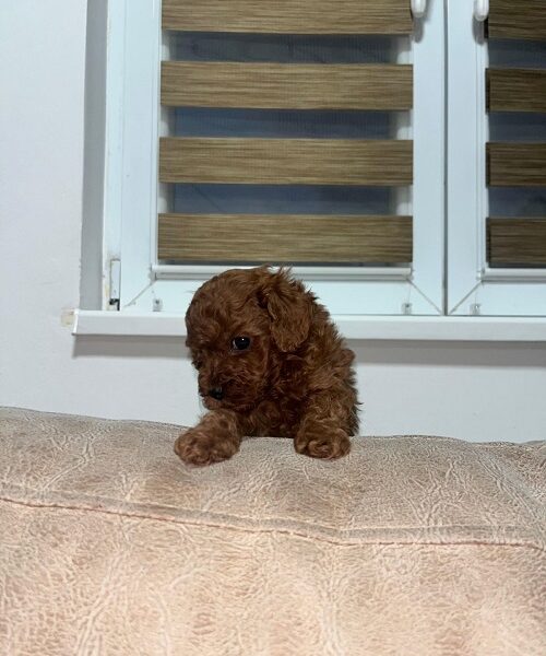 Toy pudlica
