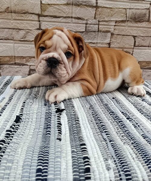 Engleski bulldog