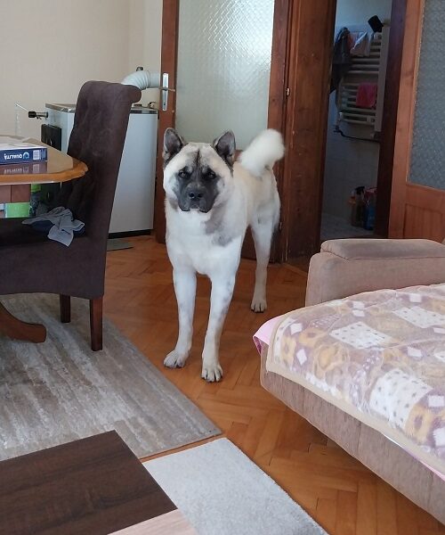 Američka akita, parenje