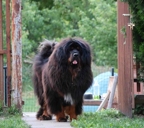 Tibetski mastif, štenci