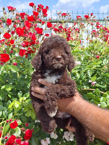 Lagoto Romanjolo (Lagotto Romagnolo)