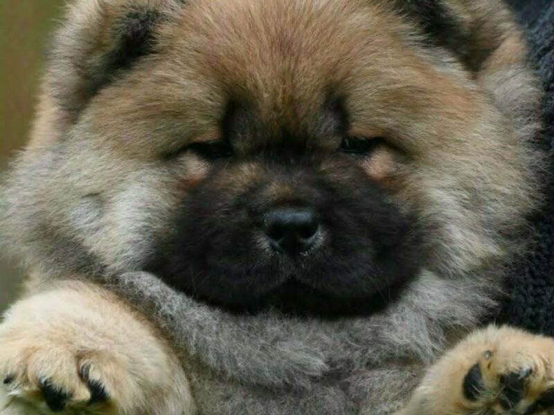 Chow Chow Cau Cau Čau Čau