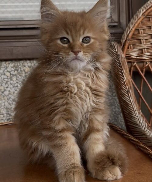 Maine Coon mačići