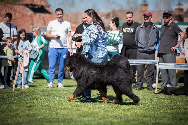 Tibetski mastif, štenci