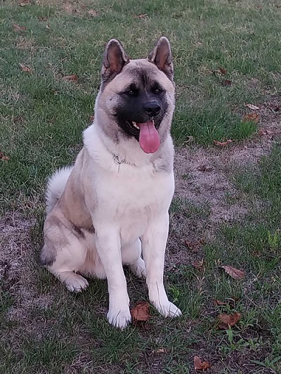 Američka akita, parenje