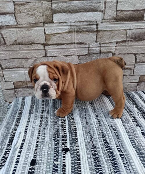 Engleski bulldog
