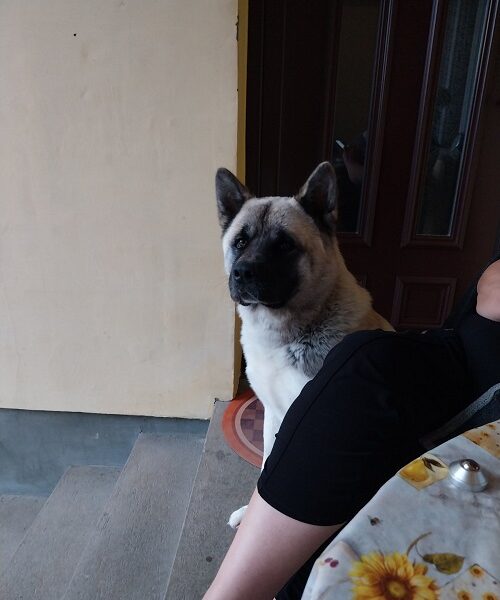 Američka akita, parenje