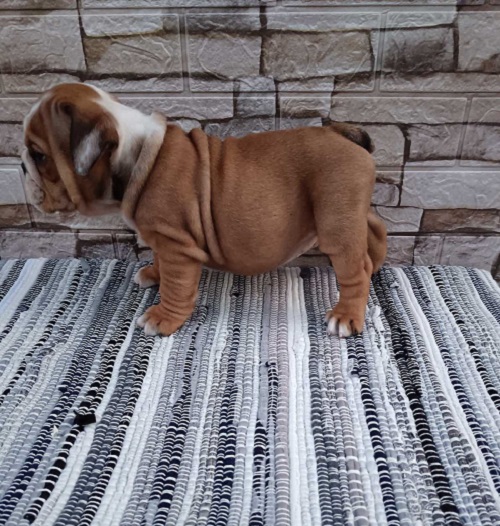 Engleski bulldog