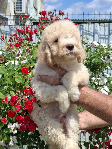 Lagoto Romanjolo (Lagotto Romagnolo)