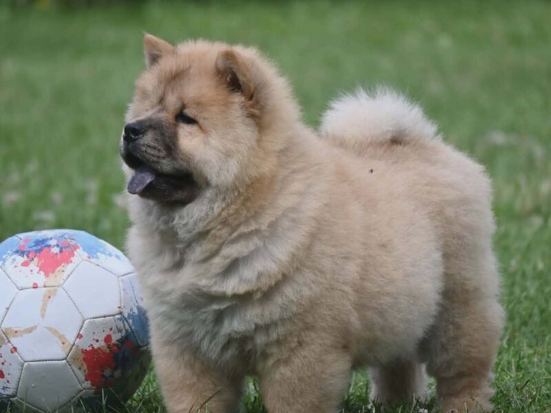 Chow Chow Cau Cau Čau Čau