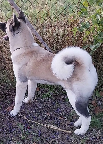 Američka akita, parenje