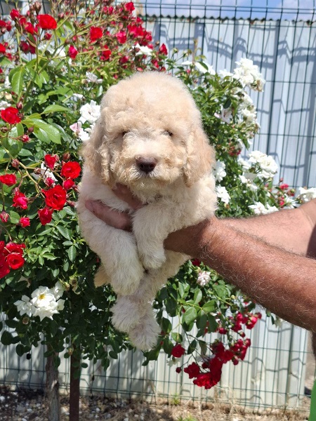 Lagoto Romanjolo (Lagotto Romagnolo)