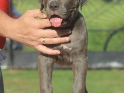 Cane Corso štenci