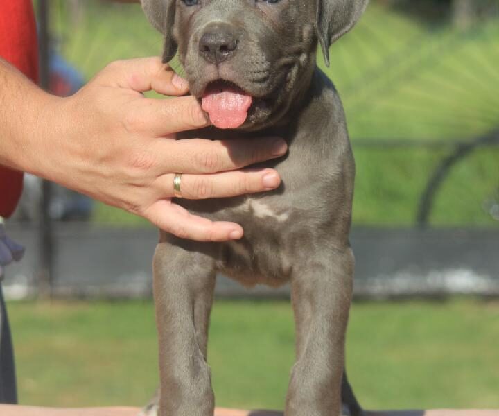 Cane Corso štenci