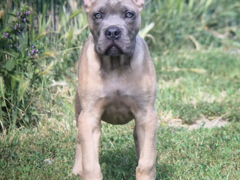 Cane Corso štenci