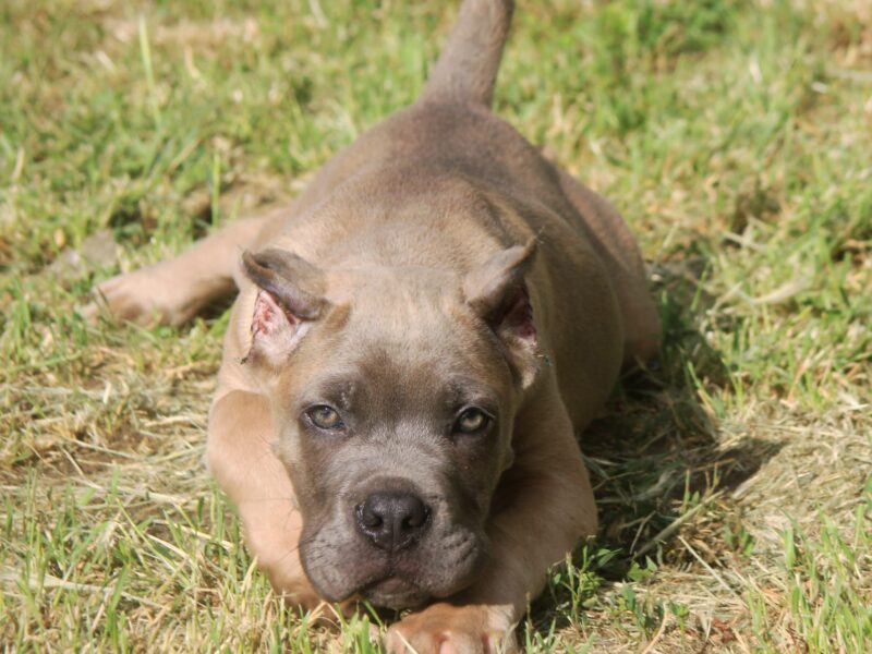 Cane Corso štenci