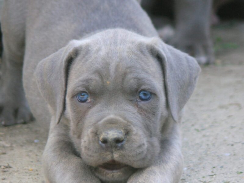 Cane Corso štenci