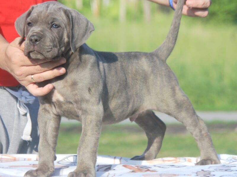 Cane Corso štenci