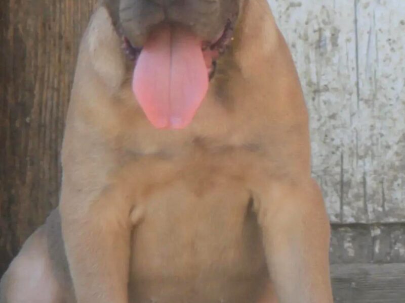 Cane Corso štenci