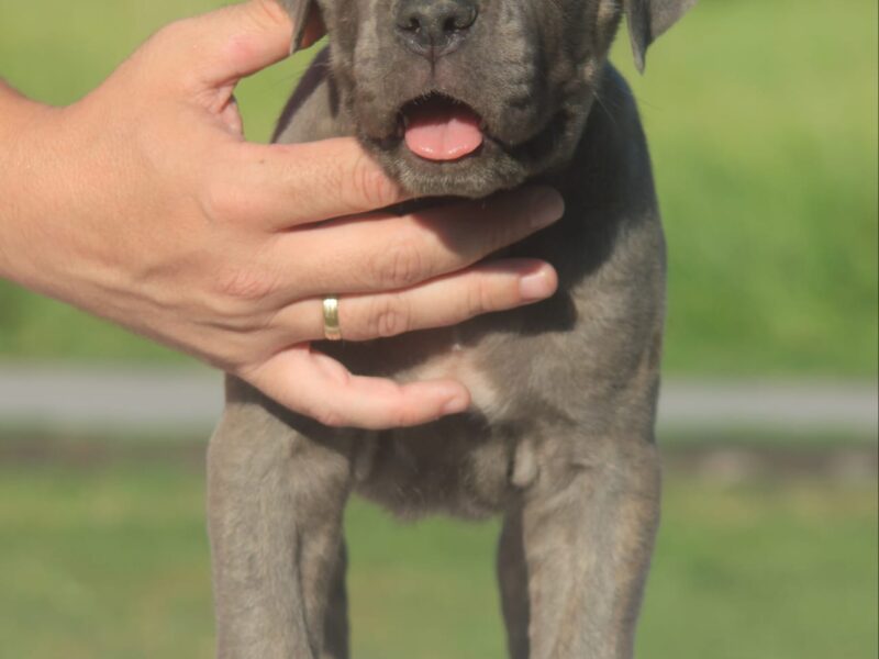 Cane Corso štenci