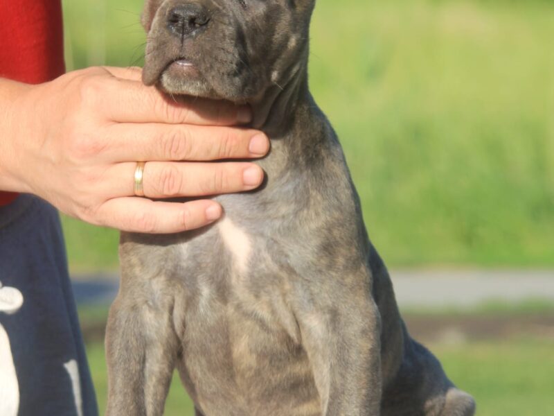 Cane Corso štenci